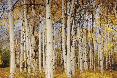 Framed Aspens With Autumn Foliage, Kaibab National Forest, Arizona Print