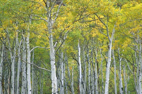 Framed Autumn Aspens In Mcclure Pass In Colorado Print