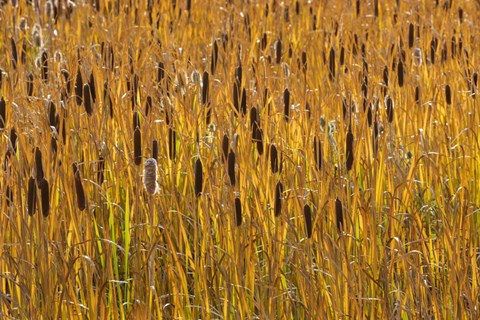 Framed Cattails In Field Print