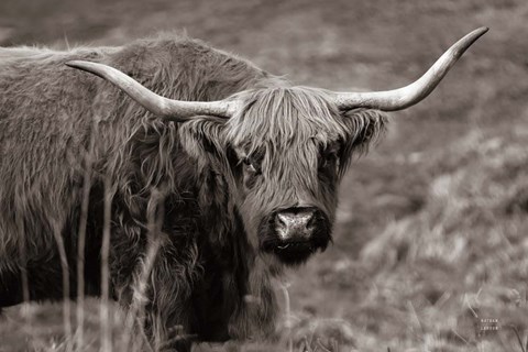 Framed Highland Spring Print