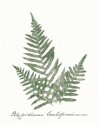 Framed Vintage Ferns XI no Border White Print