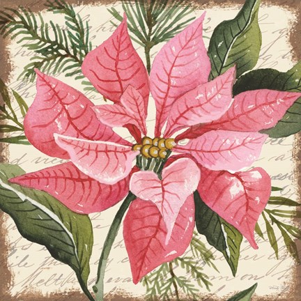 Framed Pink Poinsettia Botanical Print