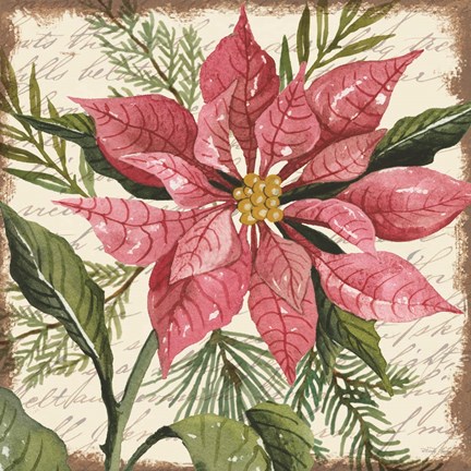 Framed Mauve Poinsettia Botanical Print
