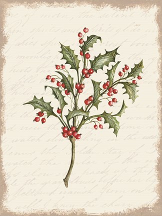 Framed Holly Christmas Botanical Print