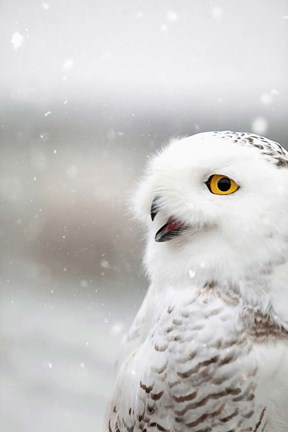 Framed Snowy Owl in the Snow Print