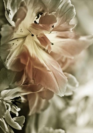 Framed White Stargazers 2 Print