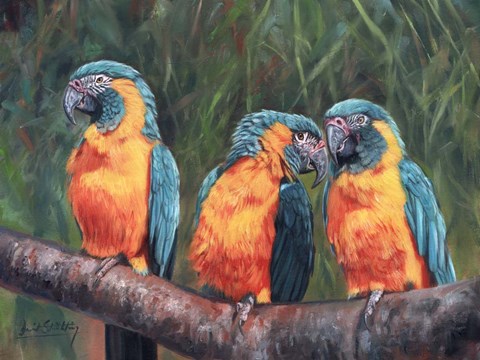 Framed 3 Macaws Print