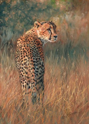 Framed Cheetah In Field Print