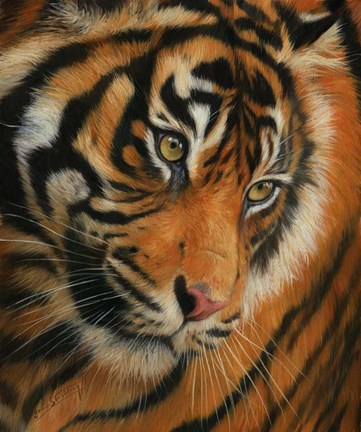 Framed Tiger Portrait 3 Print