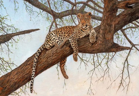 Framed Leopard In Tree Print