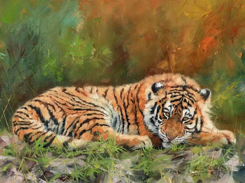 Framed Amur Tiger Laying Down Print