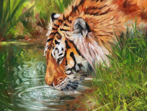 Framed Tiger Quenching Thirst Print
