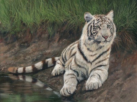 Framed White Tiger Cub Print