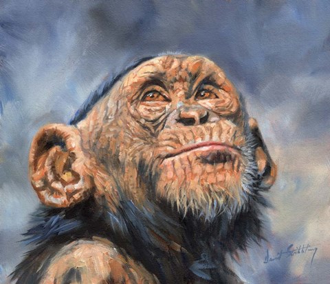 Framed Chimp Looking Up Print