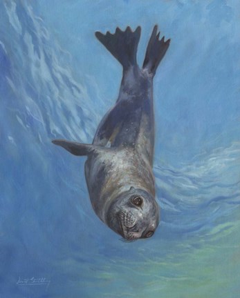 Framed Sealion Hello Print