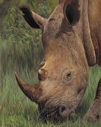 Framed Rhino And Oxpecker Bird Print