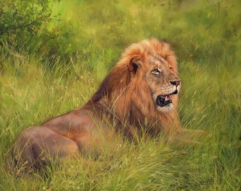 Framed Lion In Grass Print