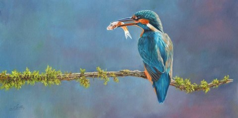 Framed Kingfisher 3 Print