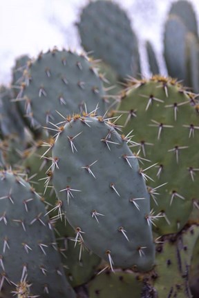 Framed Arizona Cactus Print