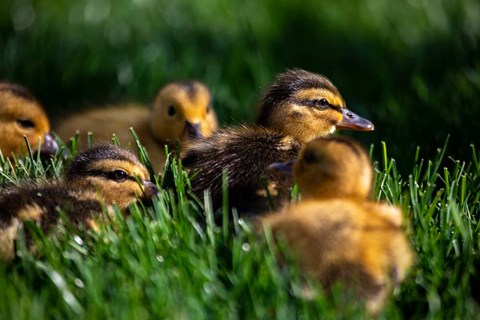 Framed Ducklings Print