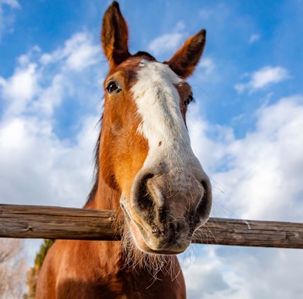 Framed Here's Loojing at You Print