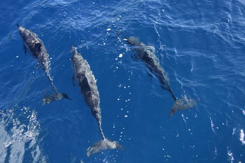 Framed Group Of Spinner Dolphins Print