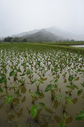 Framed Taro Field in Hanalei National Wildlife Refuge Print