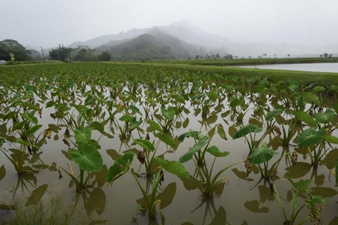 Framed Taro Field in Hanalei National Wildlife Refuge, Kauai, Hawaii Print