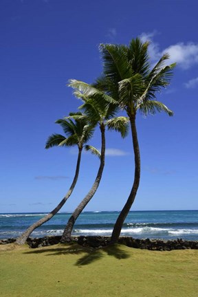 Framed Palm Trees on the Coast Of Hauula Print