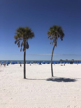 Framed Palm Trees, Clearwater Beach, Florida Print