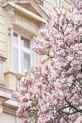 Framed Pink Spring Magnolias in Paris Print