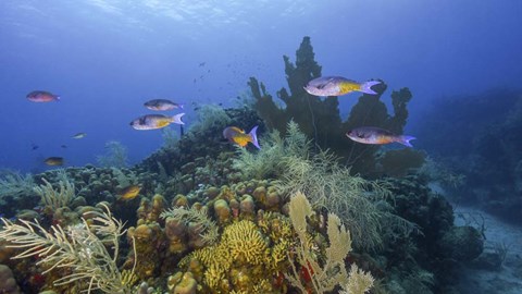 Framed Small Group Of Creole Wrasse Pass Over a Reef Print