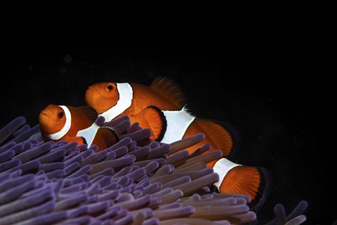 Framed Two Clownfish in Their Anemone Home Print