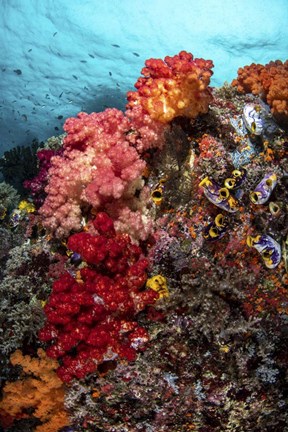 Framed Colorful Soft Corals Live Along the Ridge Of This Coral Bommie Print