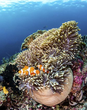Framed Clownfish Seeking Shelter in An Anemone Print