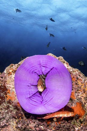 Framed Clownfish Peeks Out From a Purple Anemone Print