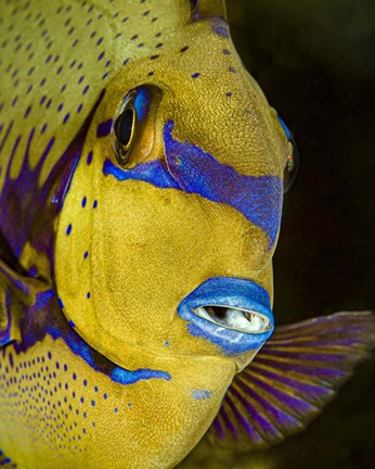 Framed Head Shot Of a Surgeonfish Print