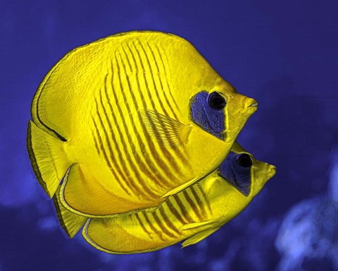 Framed Pair Of Masked Butterflyfish Print