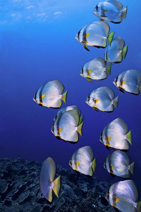 Framed Schooling Circular Batfish, Indonesia Print