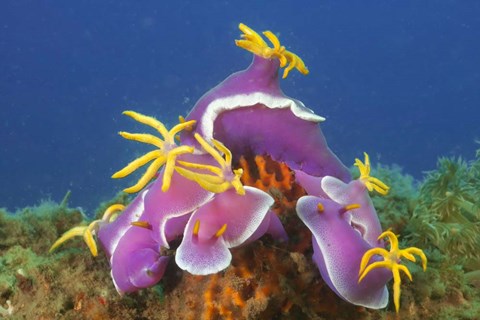 Framed Gathering Of Robe Hem Print