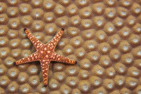 Framed Marble Starfish On Hard Coral, Fiji Print