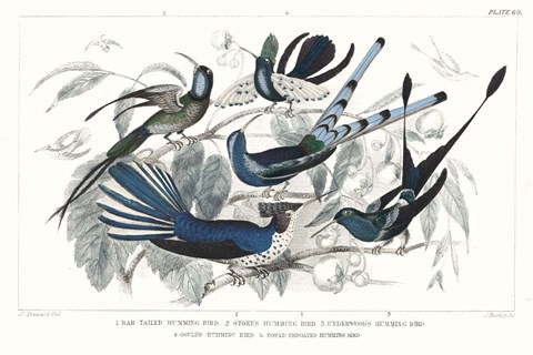 Framed Hummingbirds Chart Providence Print