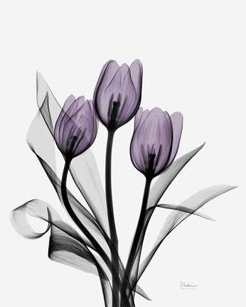 Framed Three Purple Tulips Print