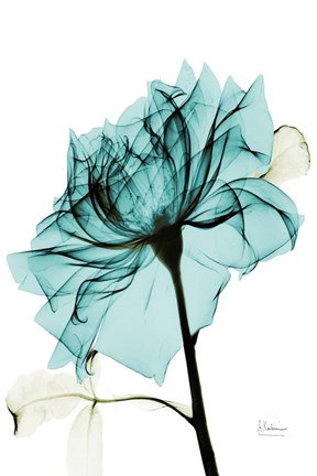 Framed Teal Spirit Rose 2 Print