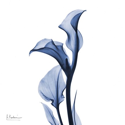 Framed Indigo Covered Calla Lily Print