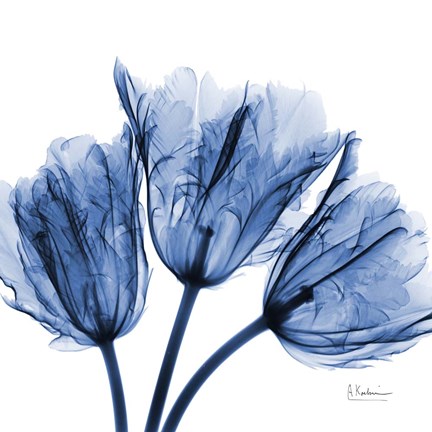 Framed Indigo Stunning Tulips Print