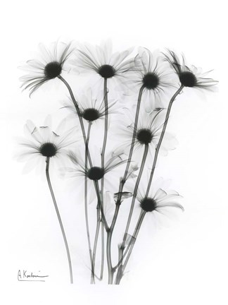 Framed Marsharile 2 Print