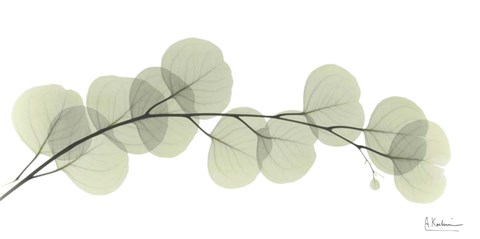 Framed Eucalyptus L196 Print