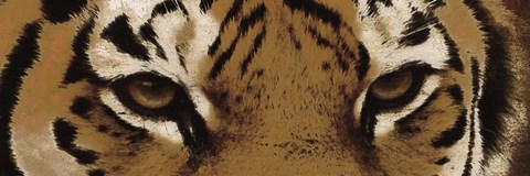 Framed Tiger Eyes Print