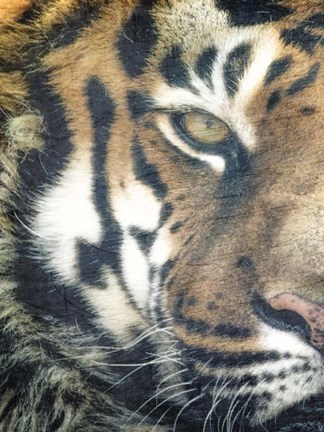 Framed Focus A Print